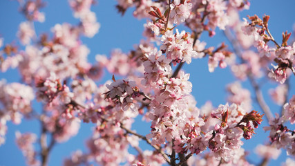 beautiful sakura cherry tree blossom against blue sky