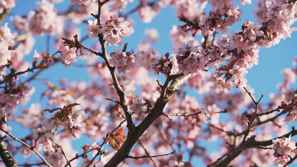 beautiful sakura cherry tree blossom against blue sky