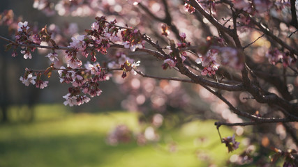 beautiful sakura cherry tree blossom