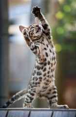 Bengal Kitten playing wildly, outdoor