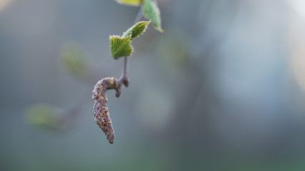 handheld shot of fresh green birch leaves sways on wind springtime