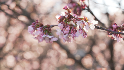 beautiful sakura cherry tree blossom