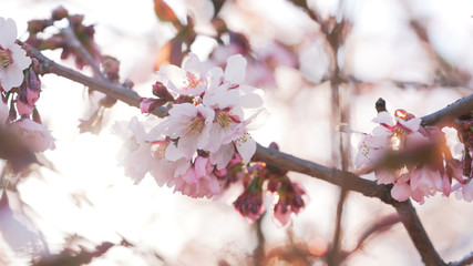 beautiful sakura cherry tree blossom