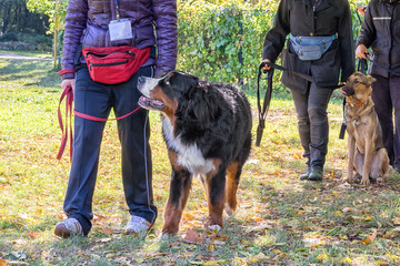 dog walking near its owner's legs during dog obedience course