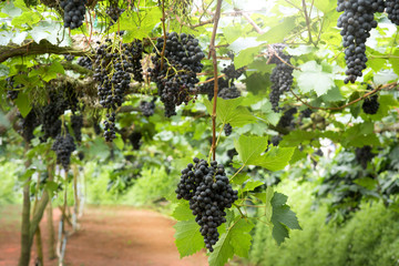 Purple Grapes on the vine in a greenhouse.