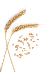grain and ears of wheat isolated on white background. Top view