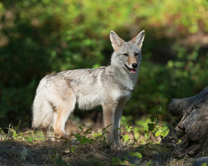 Coyote cub standing in the forest