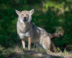 Naklejka na ściany i meble Female adult coyote (Canis latrans) standing in beam of light shining through the forest