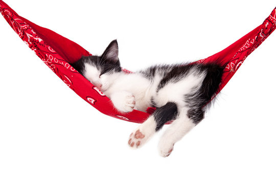 Little black and white kitten sleeps on a red hammock. Small cat sleeps sweetly as a small bed. Sleeping cat on a white background. Cats rest after eating.