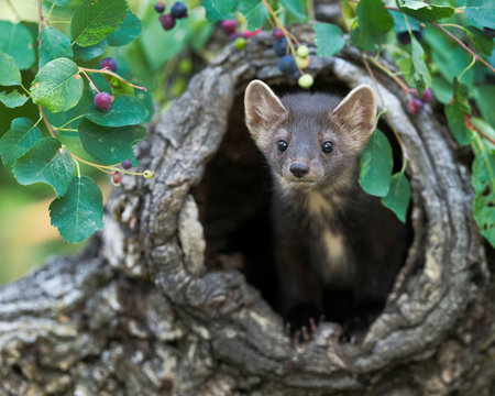 Baby pine Martin peeking out of tree stump in the woods