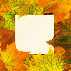 Naklejka na ściany i meble Autumn colorful leaves around white blank for your text. Top view and copy space. Fall concept.