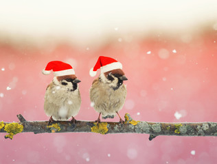 two funny little birds in festive Christmas hats sitting on a branch during a snowfall