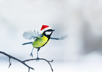  funny little bird in a red cap dancing on a branch on a Christmas card