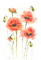Red poppy flowers on white background,watercolor painted on paper