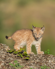 Siberian lynx Single Siberian lynx kitten (Lynx lynx wrangeli)