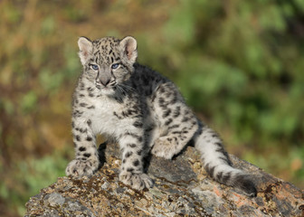 Fototapeta na wymiar Single snow leopard cub (Panthera uncia)