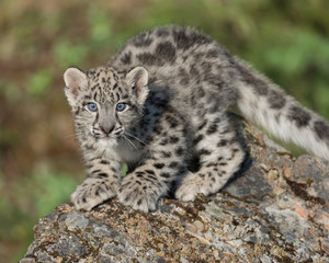 Single snow leopard cub (Panthera uncia) posing on rocky surface in the woods