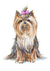 Yorkshire Terrier portrait.Greeting card of a dog.Domestic pet.Watercolor hand drawn illustration.White background.