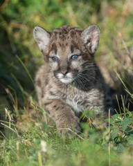 Mountain lion cub running in the grass
