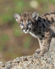 Mountain lion cub