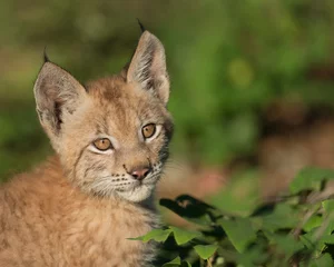 Fotobehang Lynx Siberian lynx kitten  © gnagel