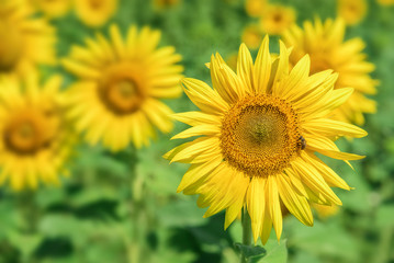 Sunflowers field landscape.