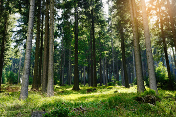 Fototapeta na wymiar Tall Norway spruce picea abies trees backlit by the sun in woodland. Spruces growing in evergreen coniferous forest in Owl Mountains (Gory Sowie) Landscape Park, Sudetes, south-west Poland.