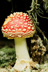 Amanita muscaria, commonly known as fly agaric or fly amanita. Toadstool or flybane, close up of red toxic poisonous mushroom growing in forest beneath tree root.