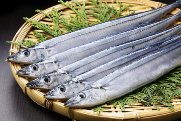 さんま　Pacific saury