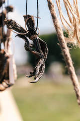 Feet of a dead pheasant hanging on a rope. paw of a bird on a rope