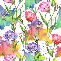 Wildflower eustoma flower in a watercolor style isolated. Full name of the plant: eustoma,chinese rose. Aquarelle wild flower for background, texture, wrapper pattern, frame or border.