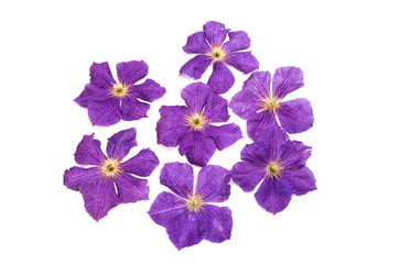  lavendar clematis flower