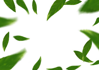 Flying tree fresh leaves over white layout - abstract background
