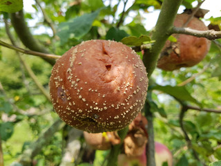 fauler, verfaulter, Apfel, Malus, domestica