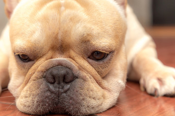 Cute French bulldog lovely pet and best friend in the house