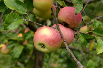 Wintertaffet, Apfel, Malus, domestica, Alte Apfelsorte