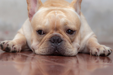 Cute French bulldog lovely pets.