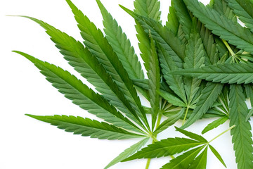Cannabis green leaf background marijuana, prohibited plants