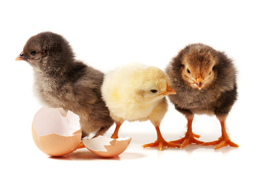 Fototapeta premium three cute little chicken with eggshell isolated on white background