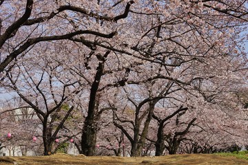 満開の桜