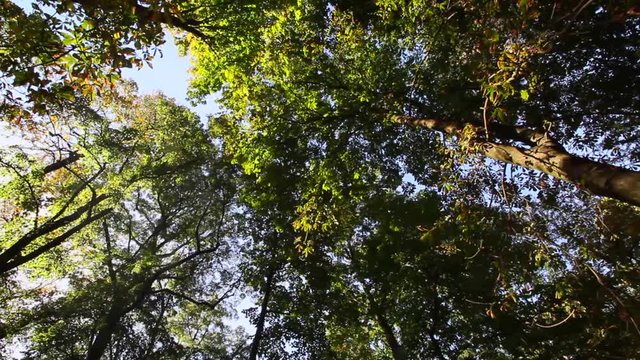 Bosco in autunno con piante 