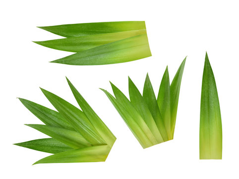 Fototapeta Pineapple leaves isolated without shadow