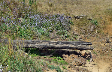 Fototapeta na wymiar Fallen tree bough on the background of the forget me not flowers