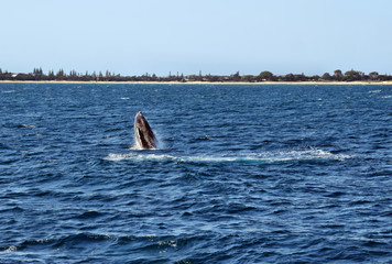 Naklejka premium Humpback Whale (Megaptera novaeangliae)