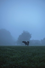 Cow in misty rural landscape at dawn.