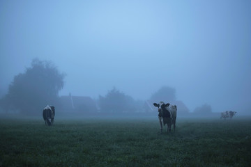 Three cows in misty rural landscape at dawn.