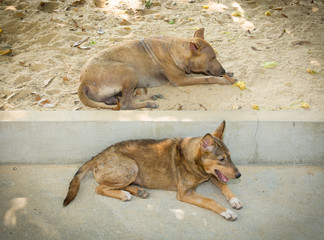 Two vagrant dog