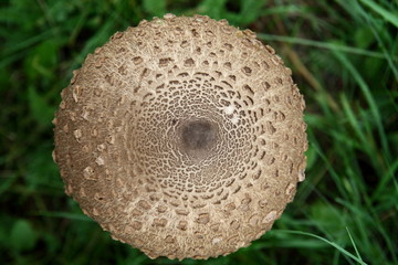 Hat of mushroom