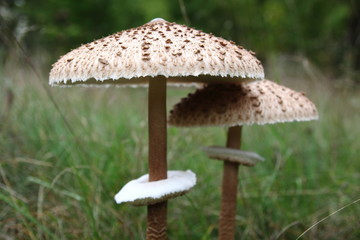 Small and hude mushroom - obrazy, fototapety, plakaty