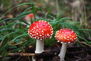 Two small red toadstool